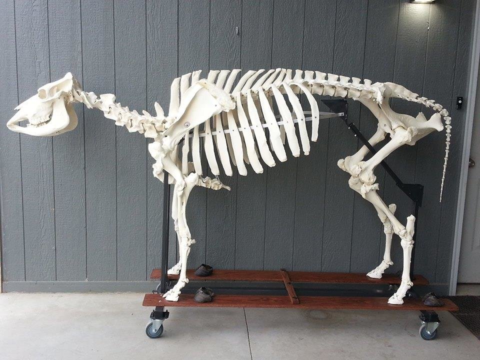 cow.jpg
