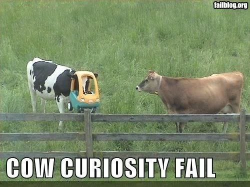 cowcar_e2336e530fb7a4147ecf4c865d315270b53c8daa.jpg