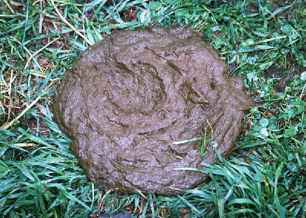 cowpie.jpg