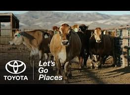 Cows.jpg