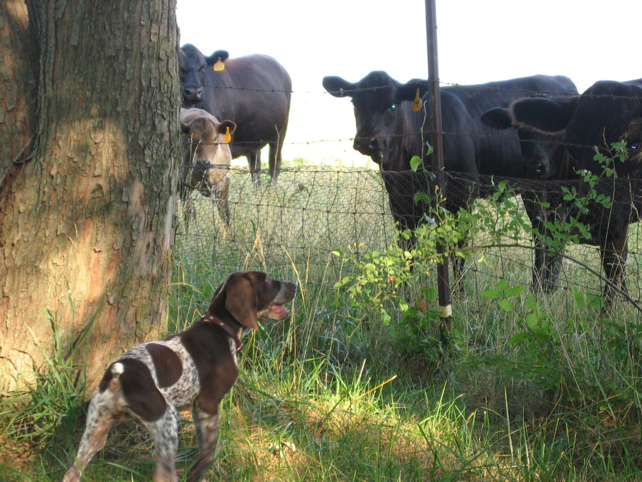 Cows_1.jpg
