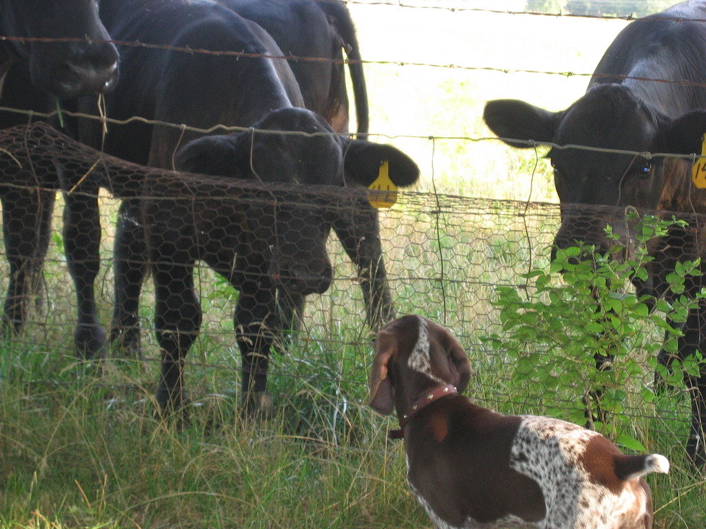 Cows_2_zpswx8alyty_bf433d98ae544629abf0f74e7276f3939c79b2bc.jpg