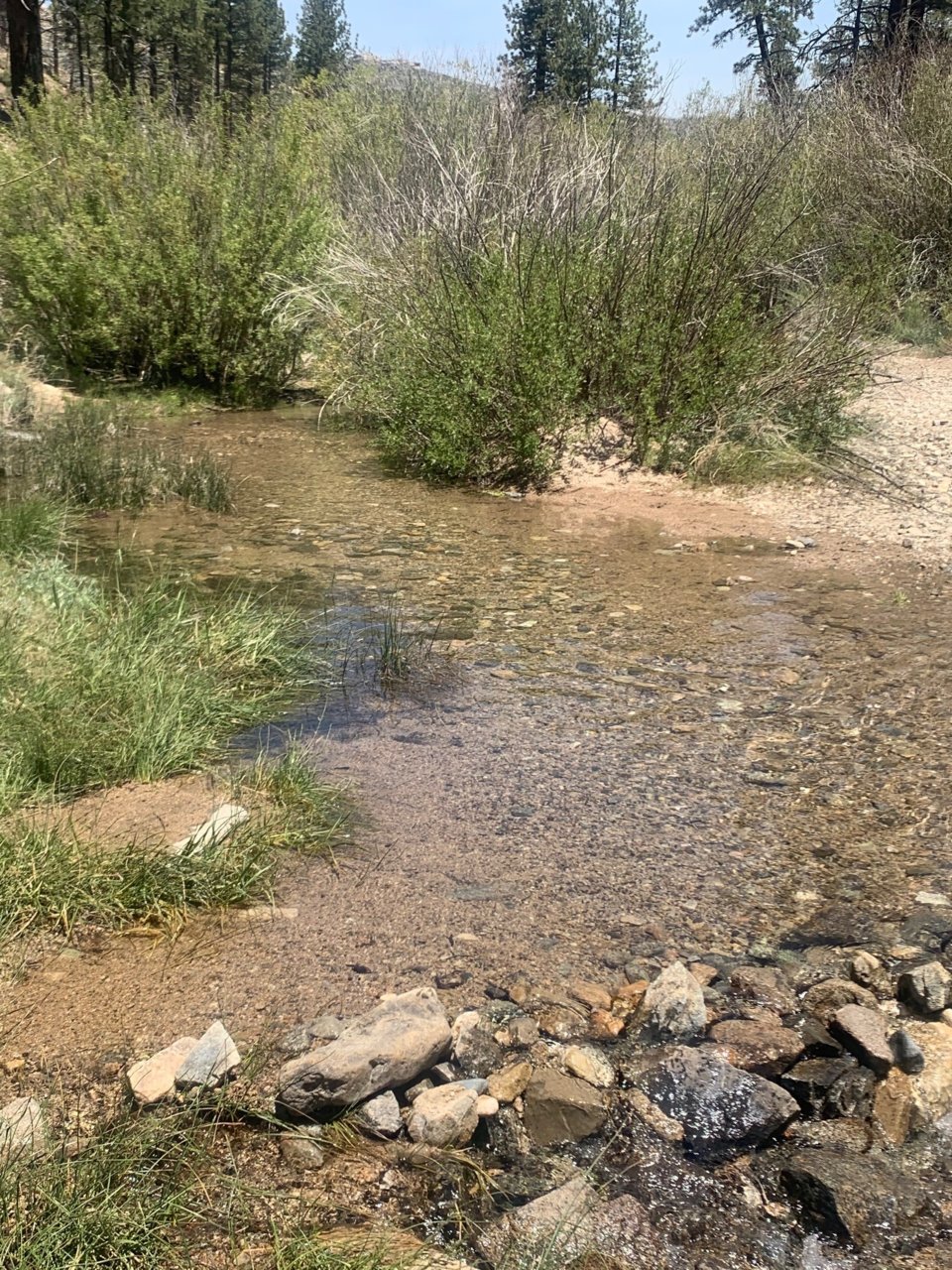 Coxey truck trail5.jpg
