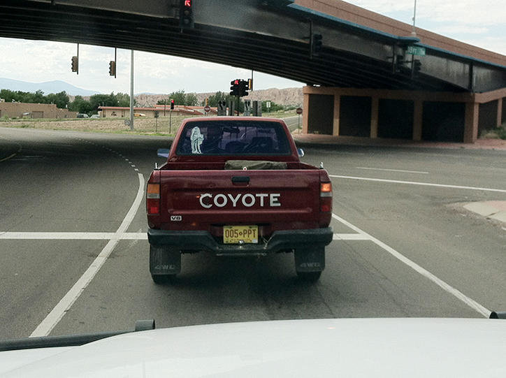 coyote.jpg