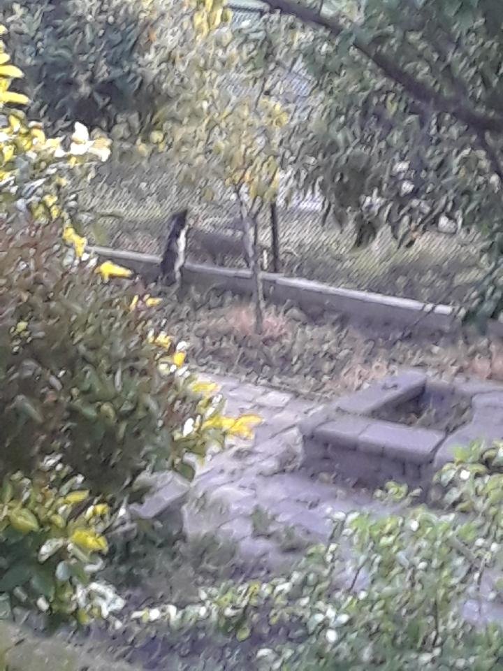 coyote.jpg