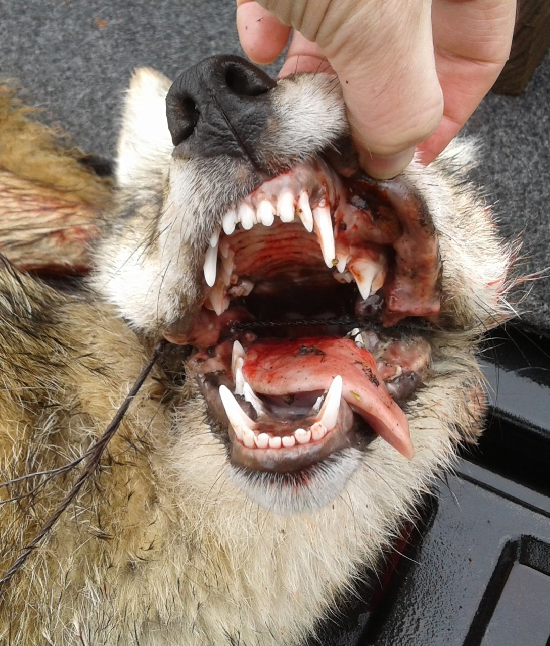 coyote1.jpg