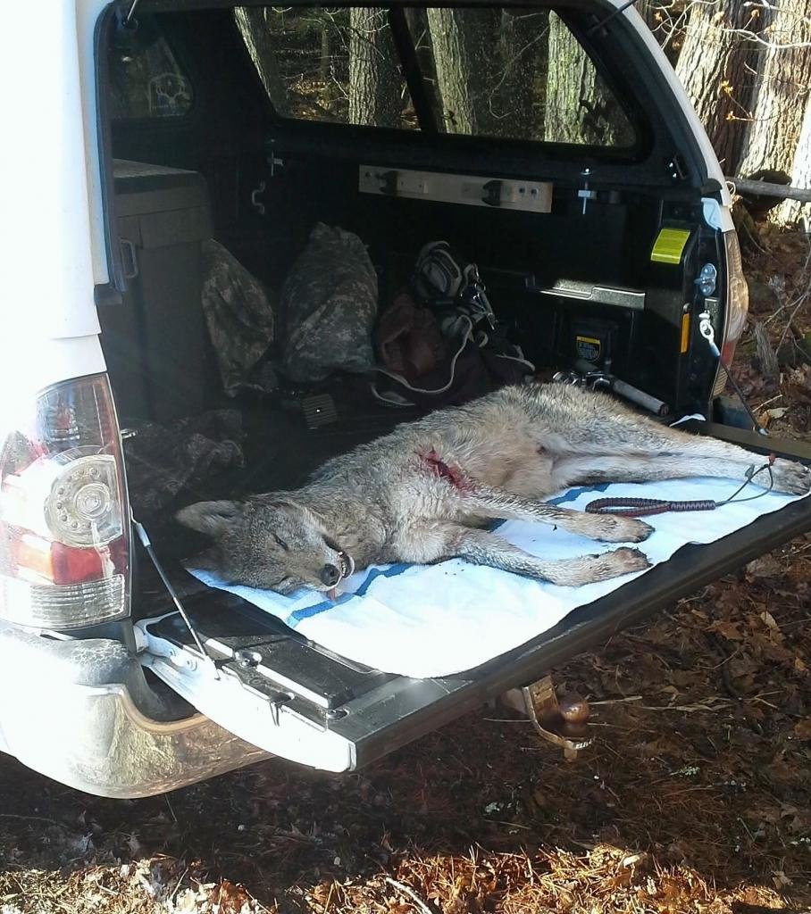 coyote2-2_c3462a210e7df62a43c05f3a5140a2221ea2d1d0.jpg