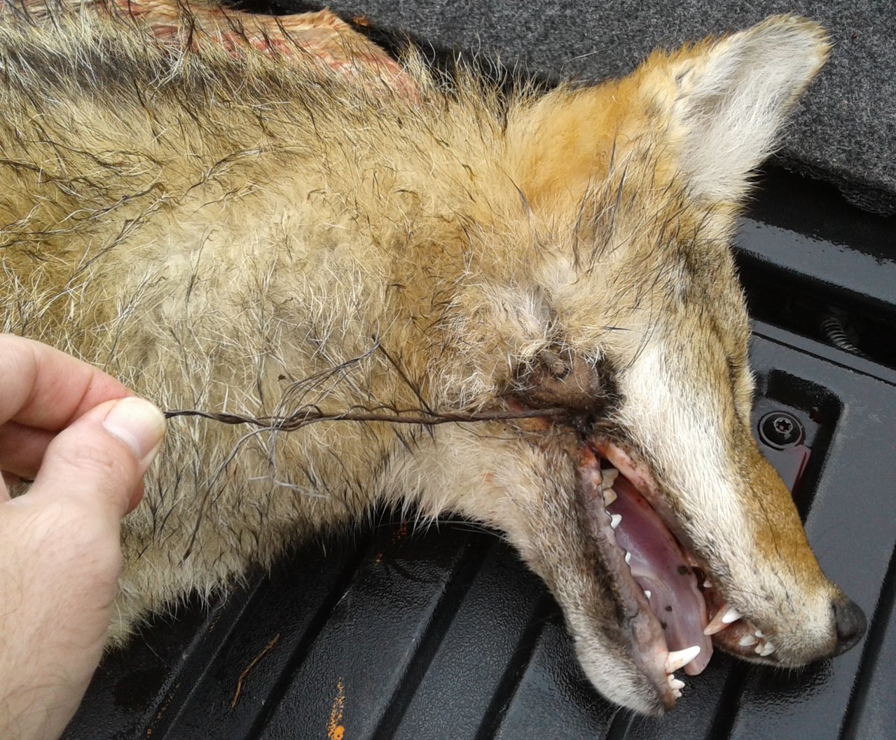 coyote2.jpg