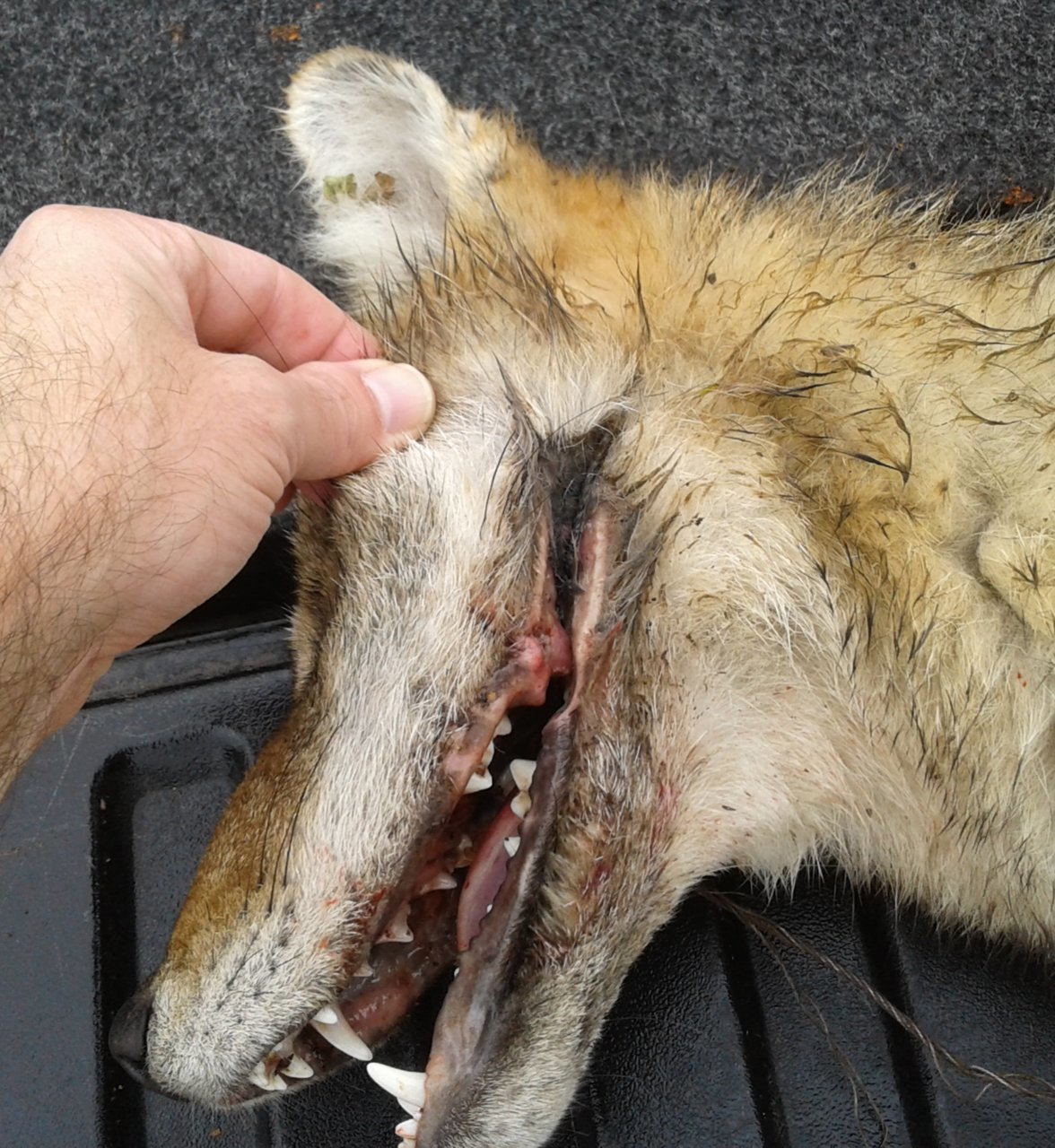 coyote3.jpg