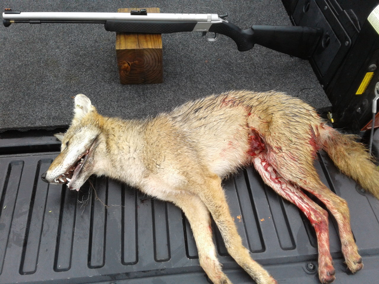 coyote4.jpg