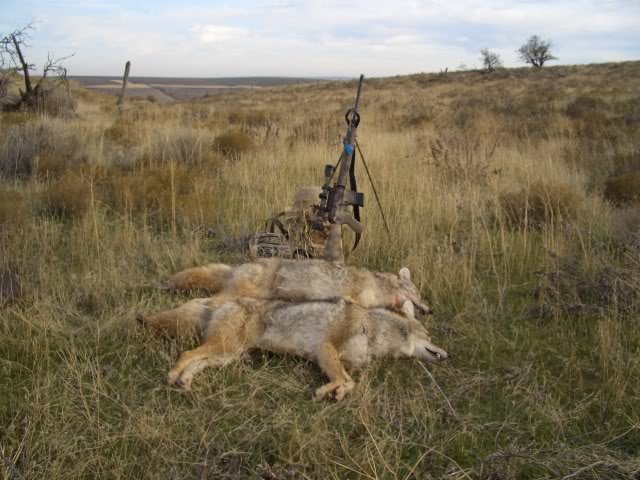 CoyoteHuntImrieRanch044.jpg