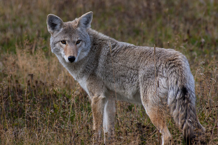 coyotesm_zps783459d6_f1e462497a85d0ef187a67f3c3e403ca5c410f60.jpg