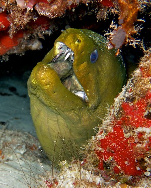 Cozumel022213640PX3_zps274078b7.jpg