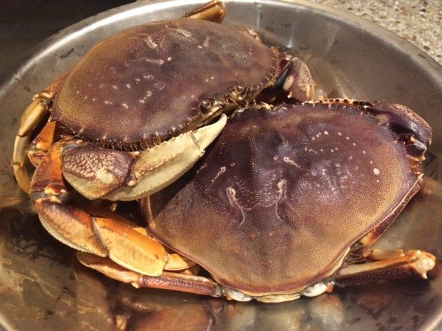 crab.jpg