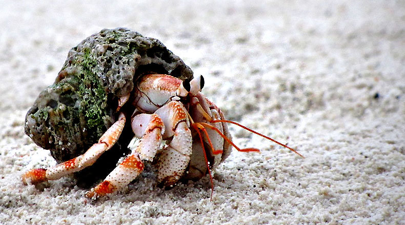 crab.jpg