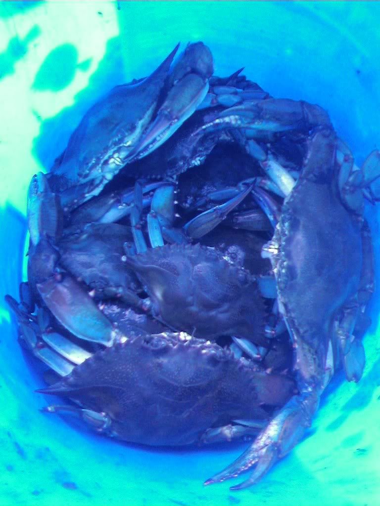crab_6ab364d91480ad186f639dc67fa56ec007d24ee4.jpg