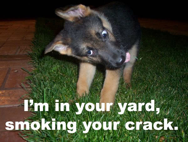 crack_a1d31caea5be49c748c1c7aa8b63b87224bfec2c.jpg