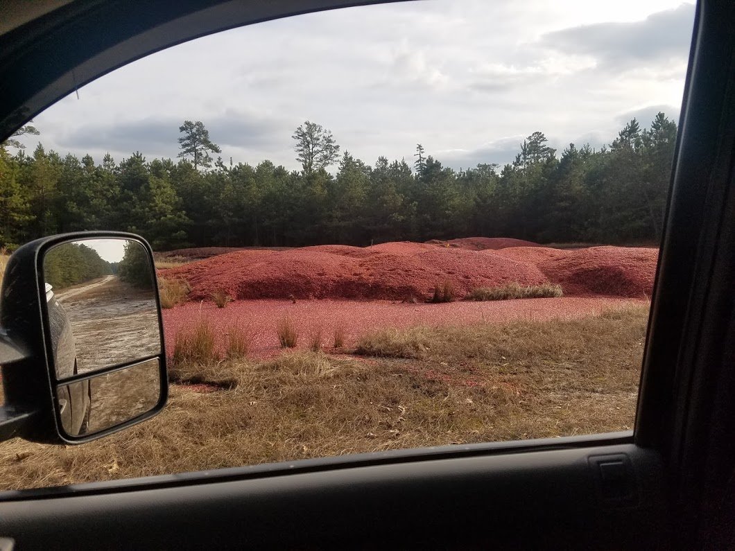 Cranberries.jpg