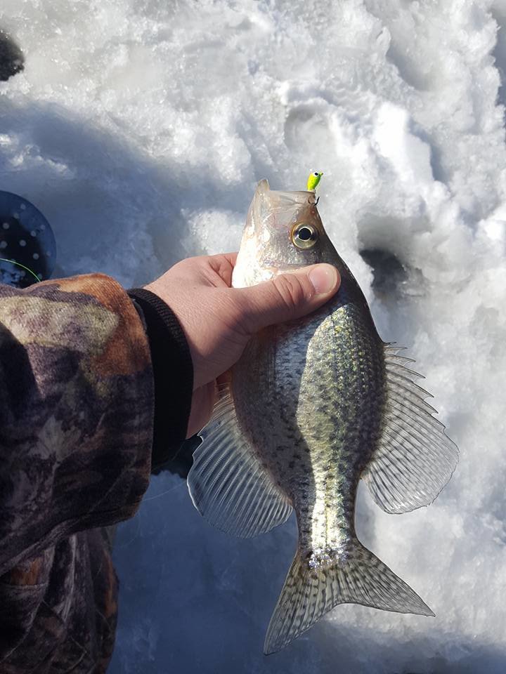crappie.jpg