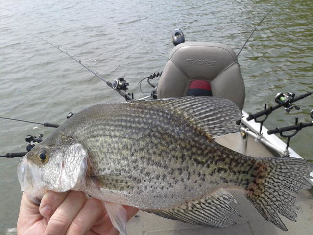 crappie.jpg