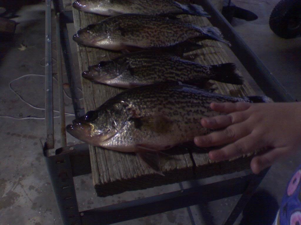 crappie_44caa33bc032cb6d302cf5d9b518a959e6d08aea.jpg