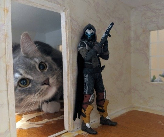 crazy_cat.jpg