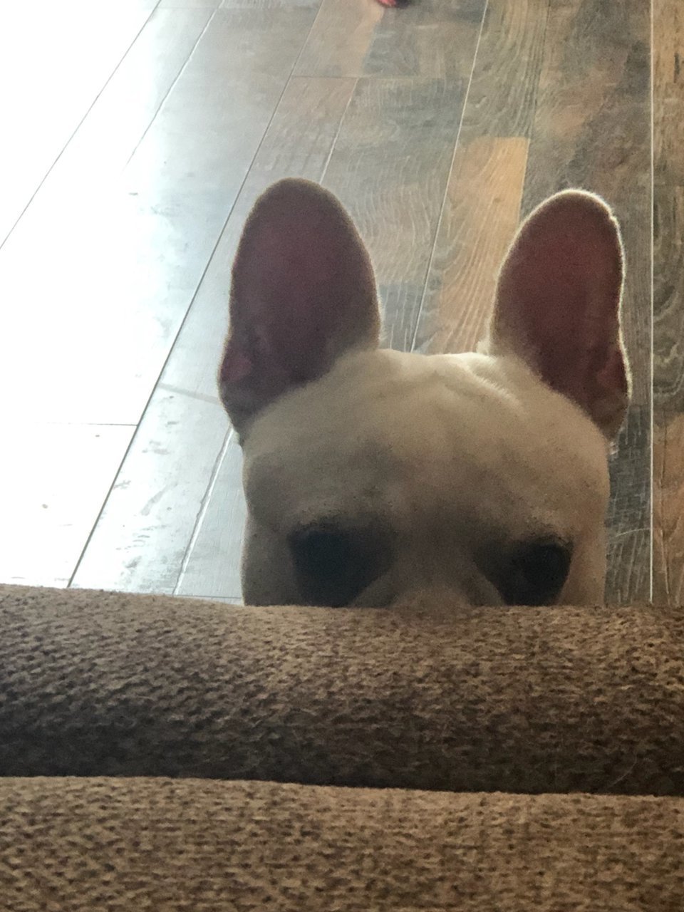 creepy dog.jpg