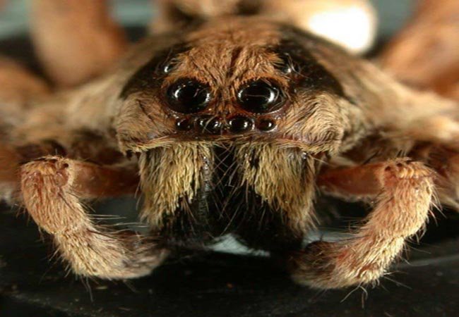 creepy_spiders_01_baada000b7dce30b3196791c85e8c64404c6e5f1.jpg