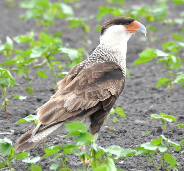 Crested Caracara.jpg