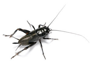 cricket.jpg
