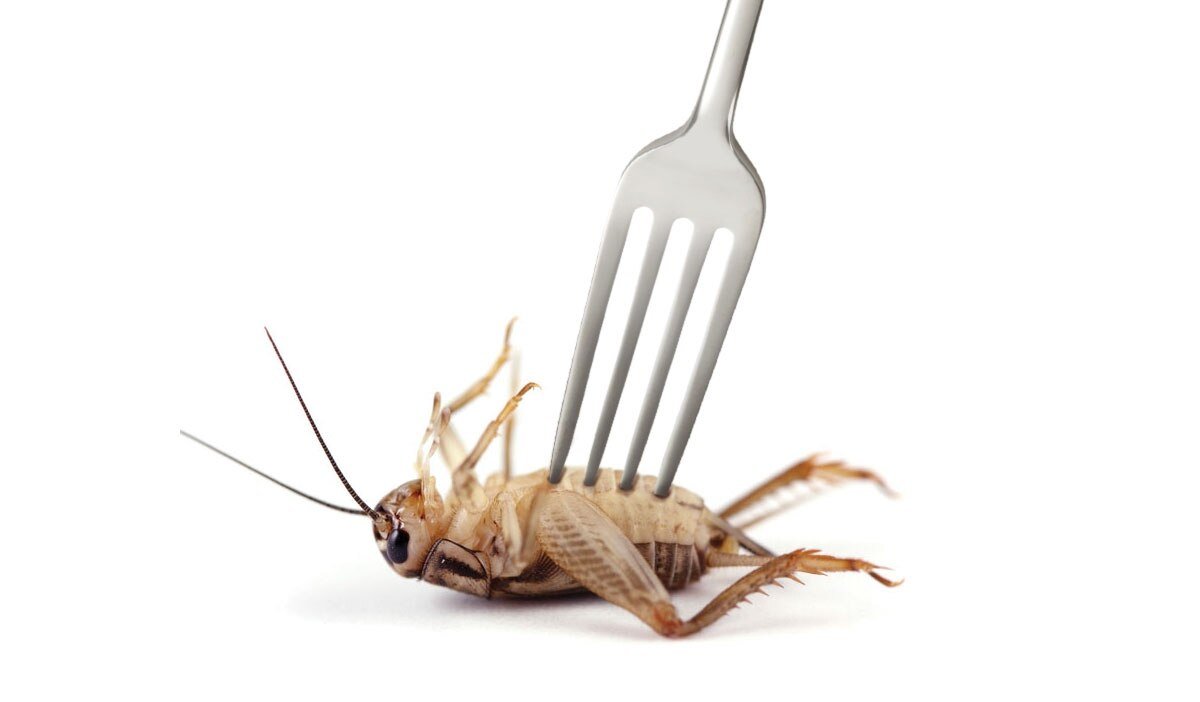 Cricket_pitchfest_eatacricket.jpg
