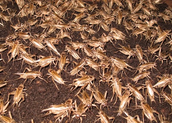 Crickets_insects.jpg