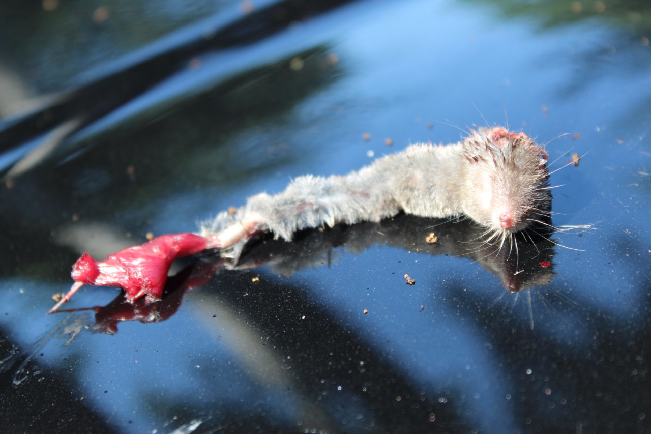 critter control ~ 22.jpg