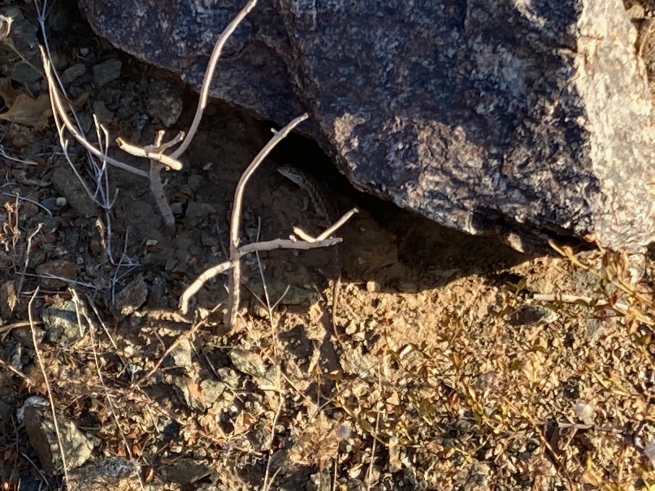 Critter0808.jpg