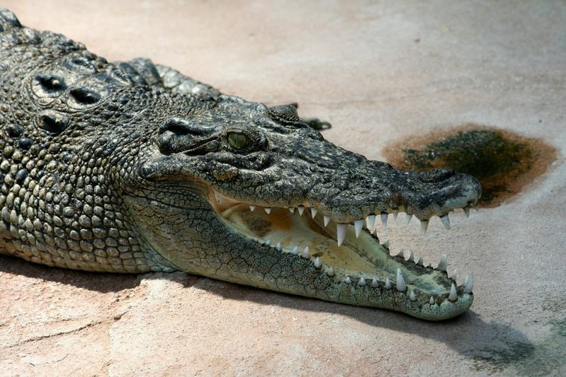 Crocodile_Crocodylus-porosus_amk2.jpg