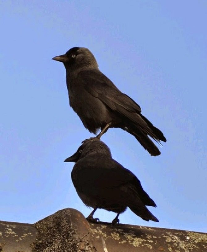 Crows-being-pests-10.jpg