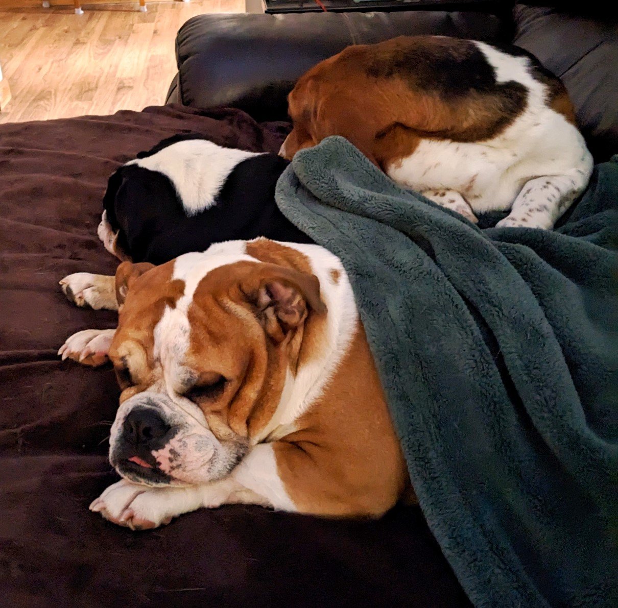cuddle puddle.jpg