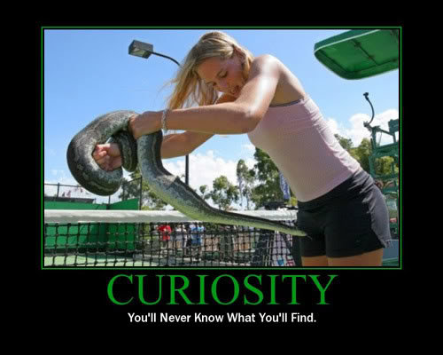 curiosity_d2562e64f98608fff1f494884c33d7fd73748ff2.jpg