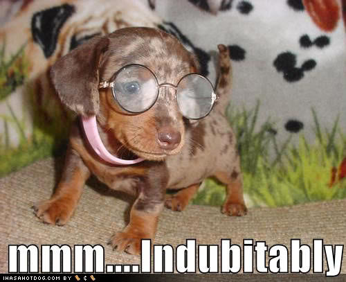 cute-puppy-loldog-indubitably_3fe7cb356e252f52ae00ef13df02ed16b768e8f1.jpg