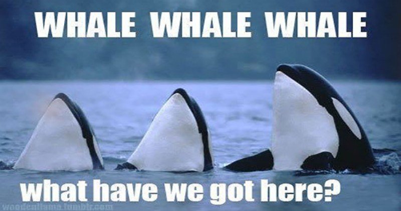 cute-whale-memes-punts-funny-4949765.jpg