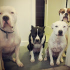 cutedogs!.jpg