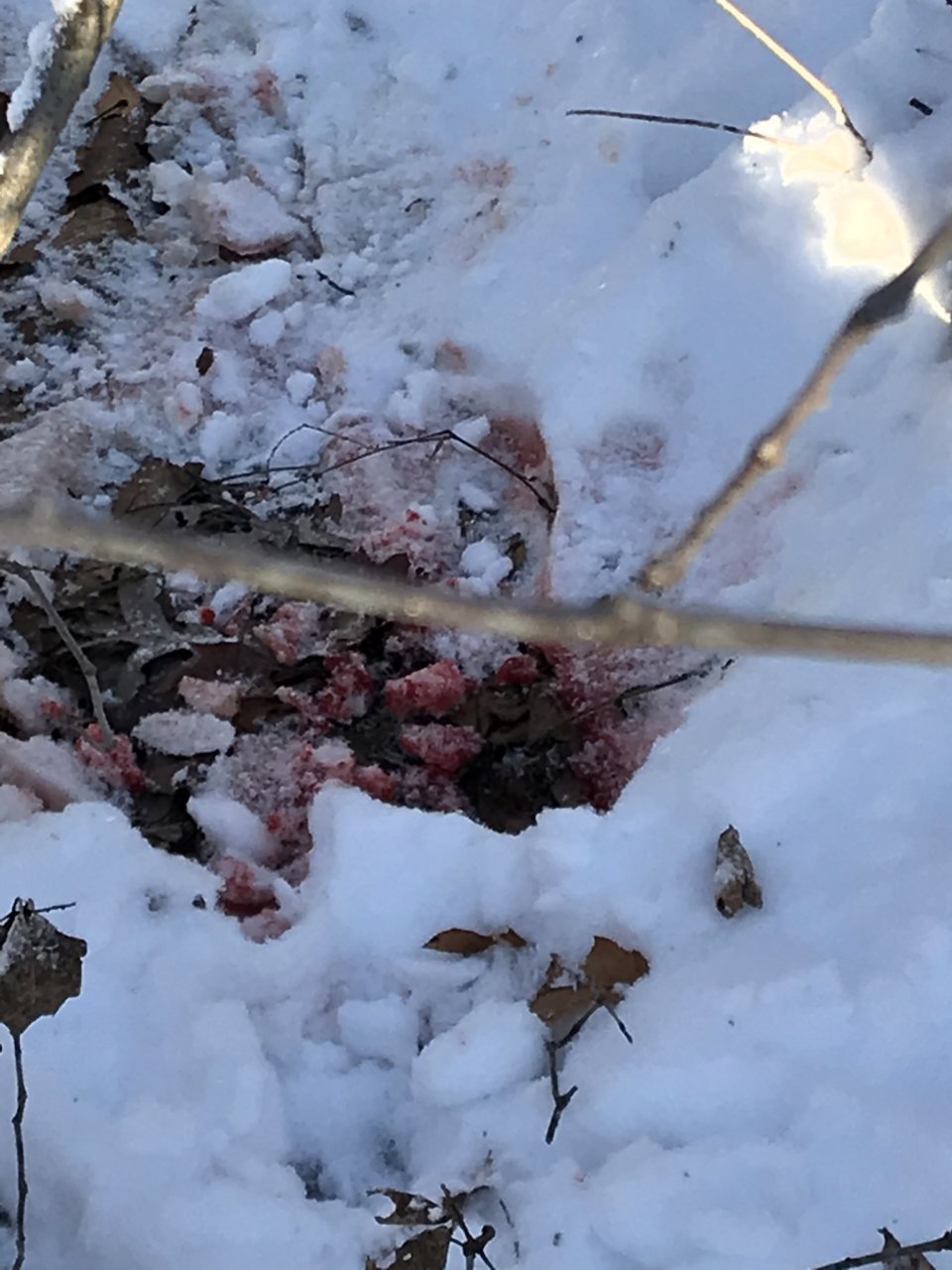 D3A52F0F-007E-4E91-AC82-701093689D64.jpg