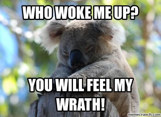 d4765e68c9f3084ec07e94b338bb8753--koala-meme-koalas.jpg