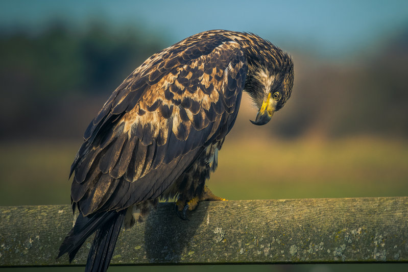D810 200-500 f5.6 Eagle 5300 copy.jpg