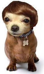 Dachshund_20bb104b23a06991a062d3131e00101c36e650e4.jpg