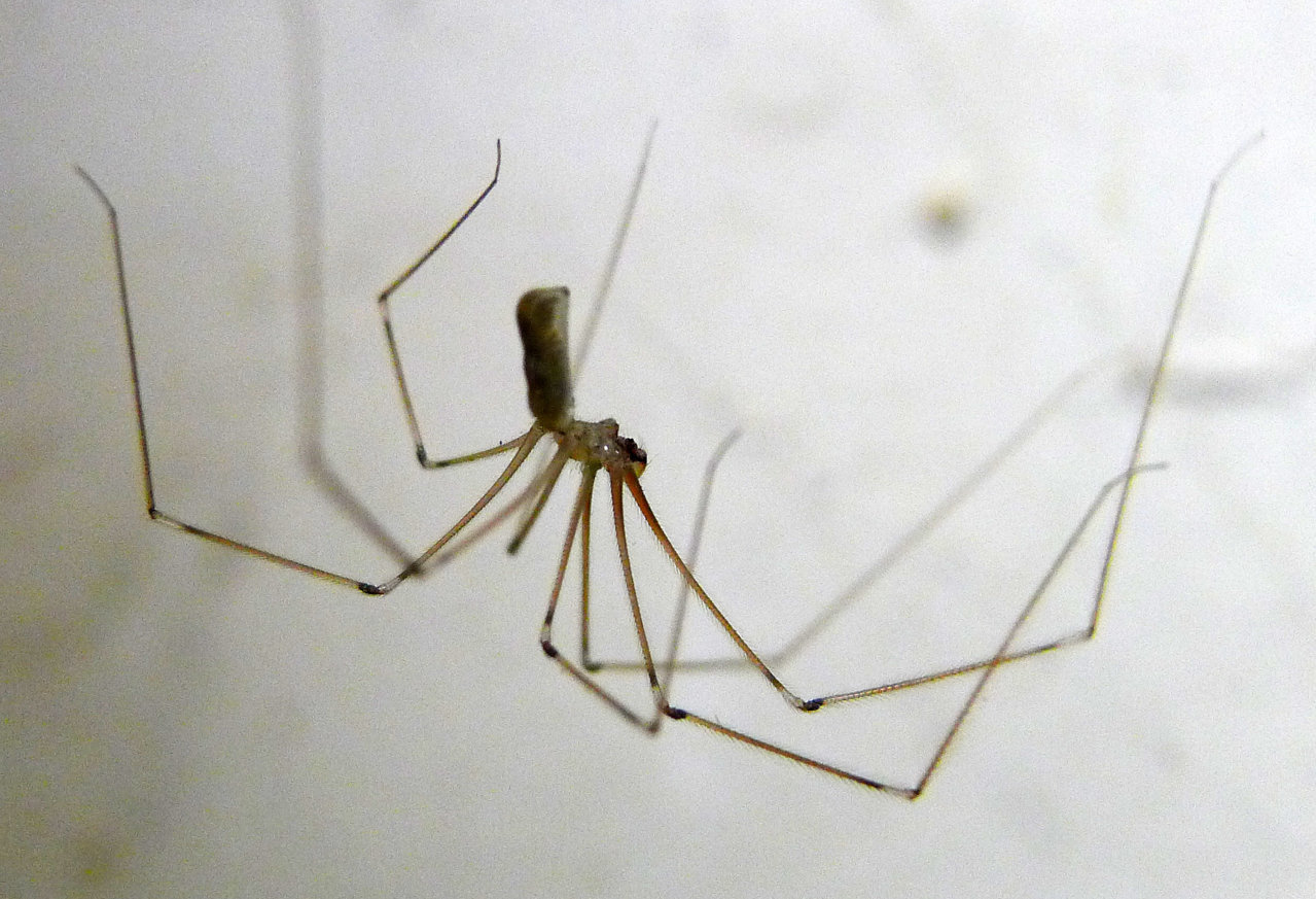 DaddyLongLegs_California_pic1.jpg