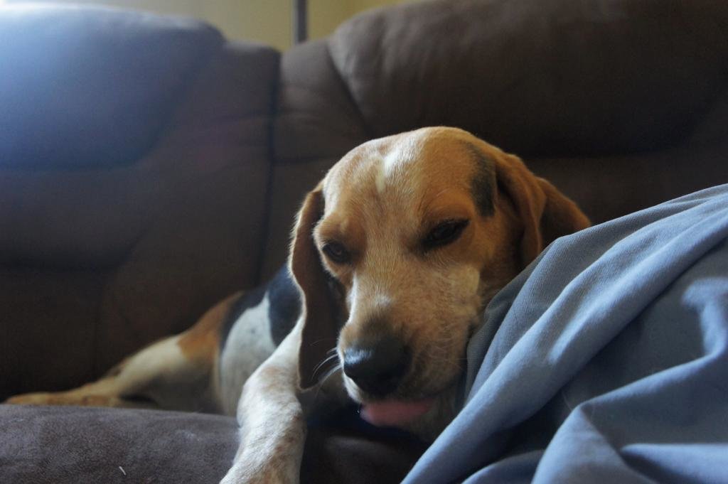 daisy_zpsom5kjnzr_5e7180c1b5bf91d1302e603718ec32e4076e3299.jpg
