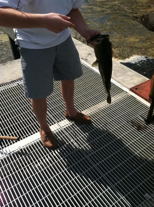 damfish3_f825ecb53de2e1d09828af106c28f9bdd34ce555.jpg