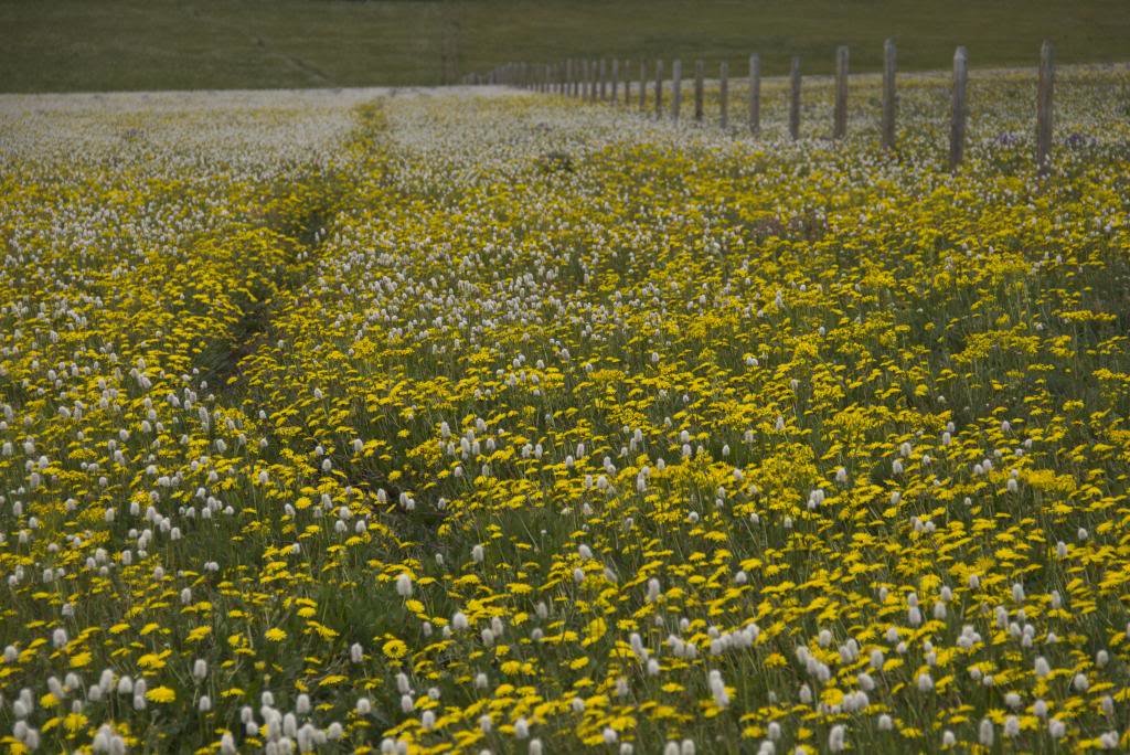 dandelions_zps29b293b7_46b924b46be7822e2c78ffdf2d0dfd3e08fb836f.jpg