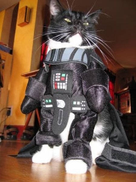 Darth Vader Cat.jpg